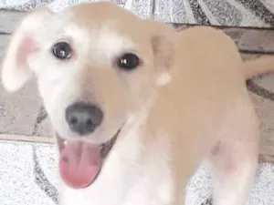 Cachorro raça  idade 7 a 11 meses nome Rebeca Filhote