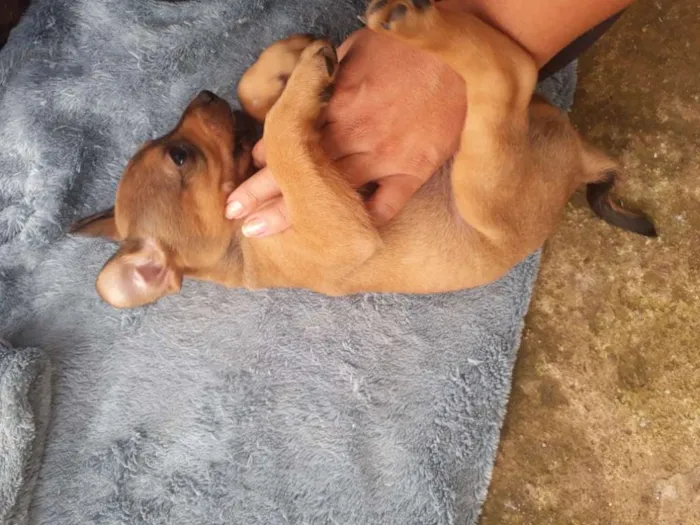 Cachorro ra a SRD-ViraLata idade Abaixo de 2 meses nome Floriano