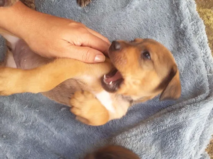 Cachorro ra a SRD-ViraLata idade Abaixo de 2 meses nome Floriano