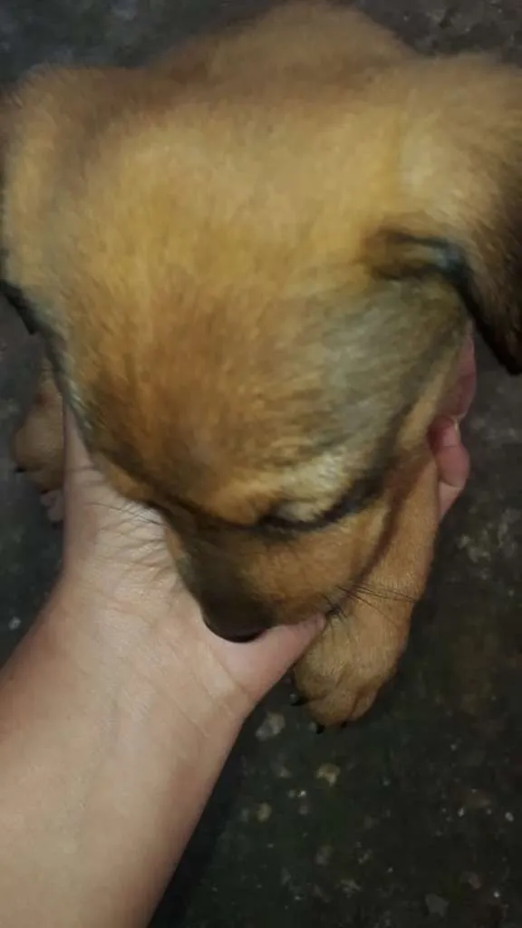 Cachorro ra a SRD-ViraLata idade Abaixo de 2 meses nome Floriano