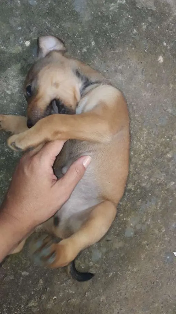 Cachorro ra a SRD-ViraLata idade Abaixo de 2 meses nome Floriano