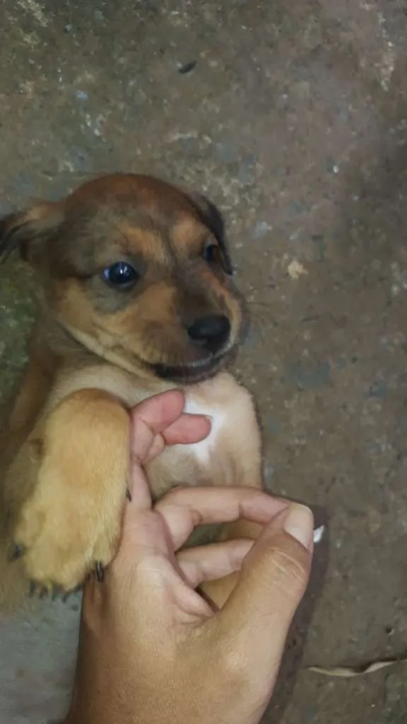 Cachorro ra a SRD-ViraLata idade Abaixo de 2 meses nome Floriano