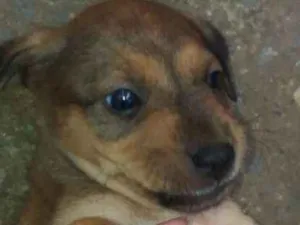 Cachorro raça SRD-ViraLata idade Abaixo de 2 meses nome Floriano