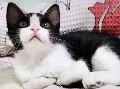 Gato ra a SRD idade 2 a 6 meses nome Freddy 