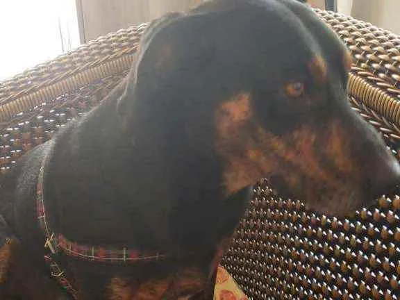 Cachorro ra a SRD idade 2 anos nome Johnny