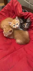 4 gatinhos lindos 