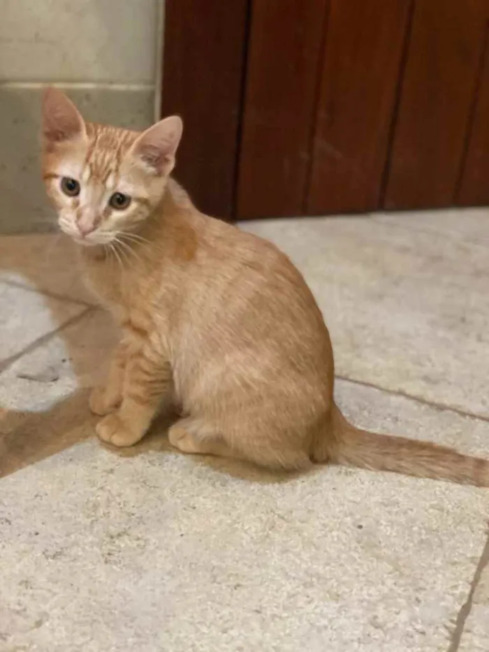 Gato ra a  idade Abaixo de 2 meses nome 4 gatinhos lindos 