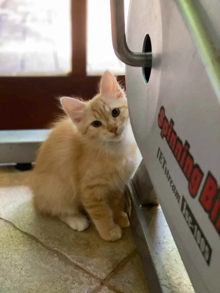 Gato ra a  idade Abaixo de 2 meses nome 4 gatinhos lindos 