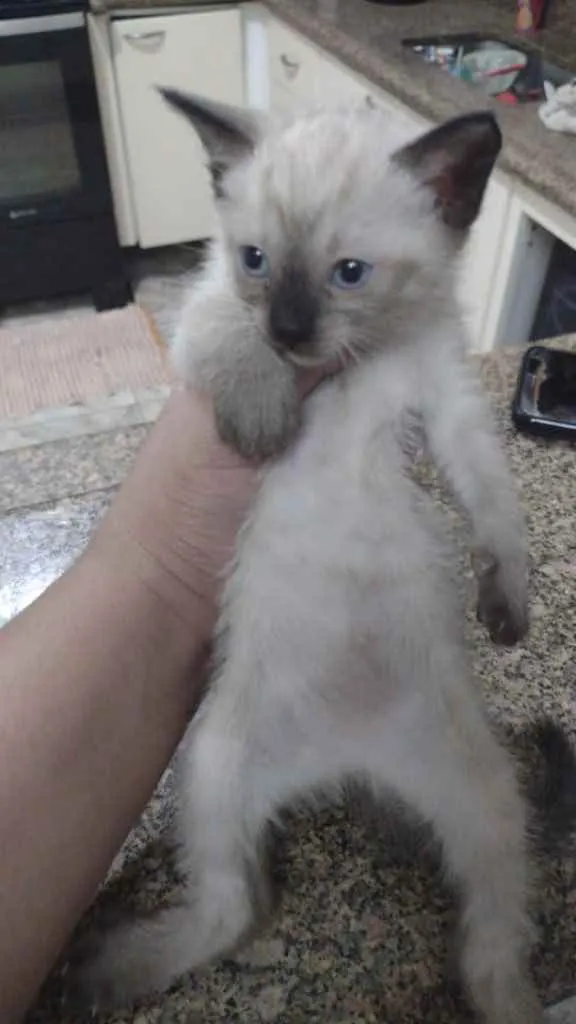 Gato ra a Sem raça definida  idade 2 a 6 meses nome Sem nome ainda 