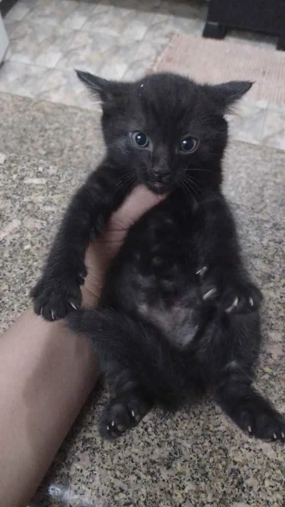 Gato ra a Sem raça definida  idade 2 a 6 meses nome Sem nome ainda 