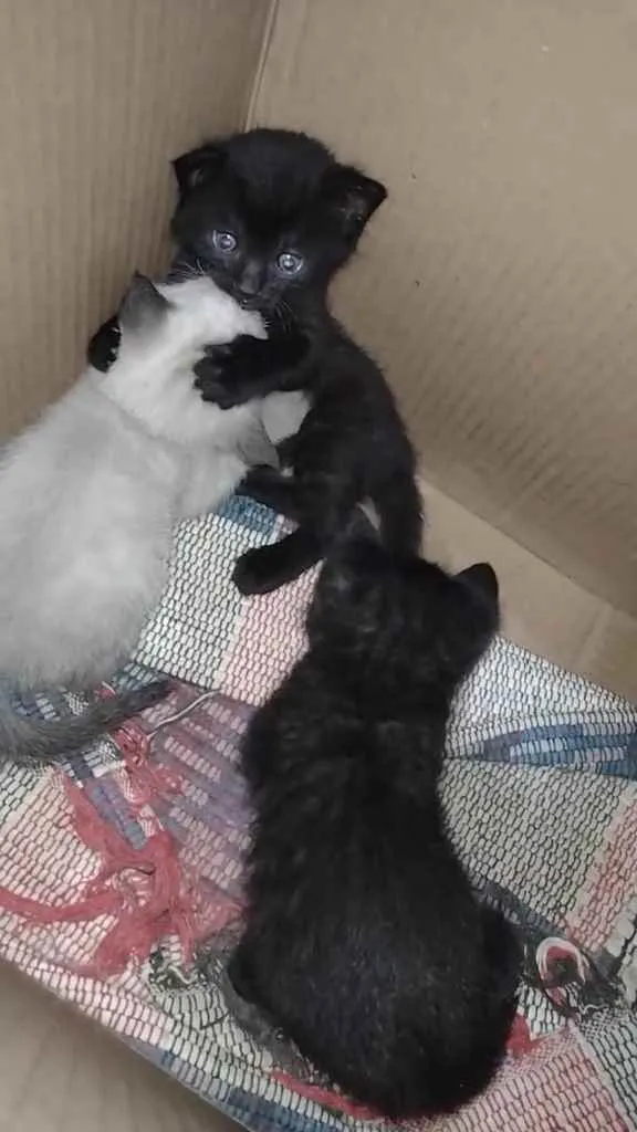 Gato ra a Sem raça definida  idade 2 a 6 meses nome Sem nome ainda 