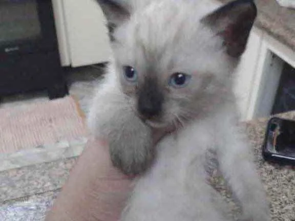 Gato ra a Sem raça definida  idade 2 a 6 meses nome Sem nome ainda 