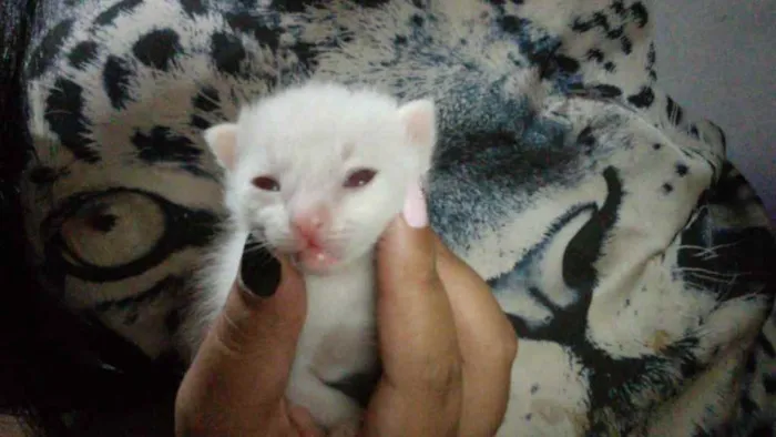 Gato ra a Sem raça definida  idade 2 a 6 meses nome Sem nome ainda 