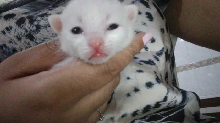 Gato ra a Sem raça definida  idade 2 a 6 meses nome Sem nome ainda 