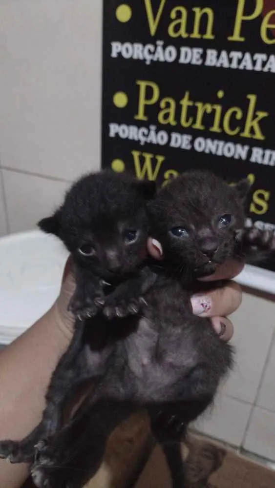 Gato ra a Sem raça definida  idade 2 a 6 meses nome Sem nome ainda 