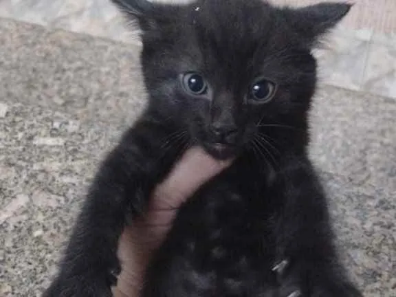 Gato ra a Sem raça definida  idade 2 a 6 meses nome Sem nome ainda 
