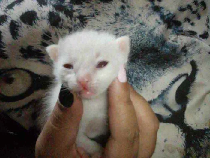 Gato ra a Sem raça definida  idade 2 a 6 meses nome Sem nome ainda 