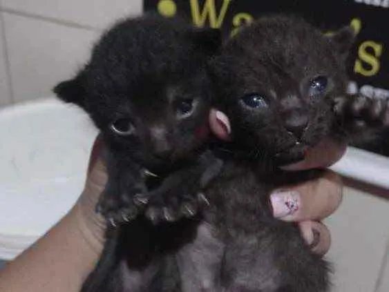 Gato ra a Sem raça definida  idade 2 a 6 meses nome Sem nome ainda 
