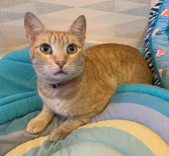 Gato ra a SRD idade 1 ano nome CARAMELITO