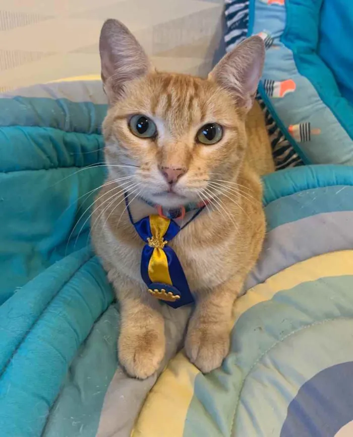 Gato ra a SRD idade 1 ano nome CARAMELITO