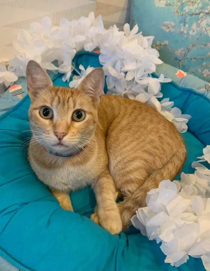 Gato ra a SRD idade 1 ano nome CARAMELITO
