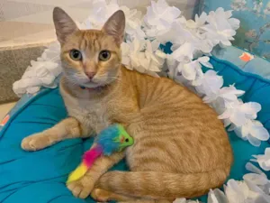 Gato raça SRD idade 1 ano nome CARAMELITO