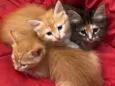 4 gatinhos lindos 