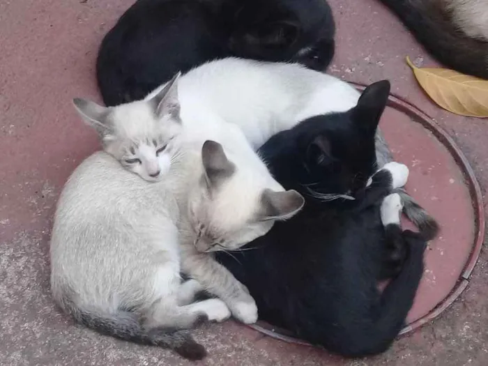 Gato ra a Sem raça idade 2 a 6 meses nome Sem nome