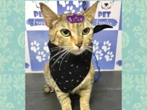 Gato raça Srd idade 7 a 11 meses nome Ariel