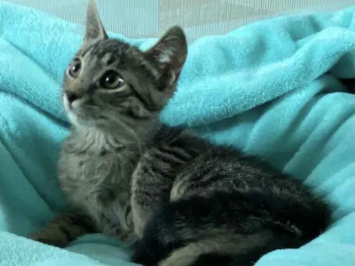 Gato ra a SRD idade 2 a 6 meses nome LAMPIÃO