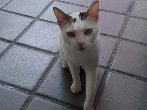 Gato ra a Semdefinição  idade 1 ano nome Estrela