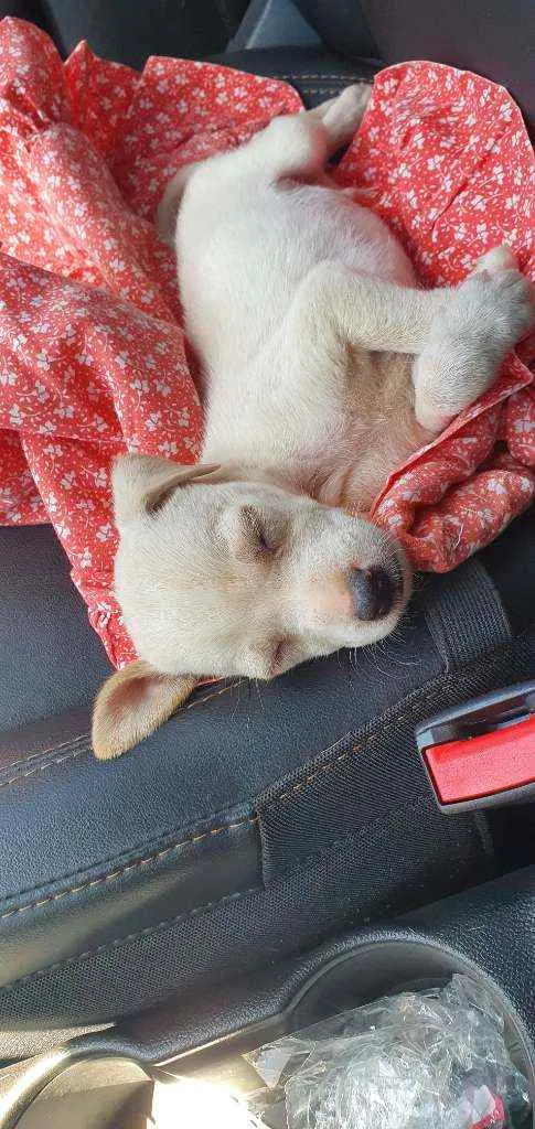 Cachorro raça Vira Lata idade 2 a 6 meses nome Duque 