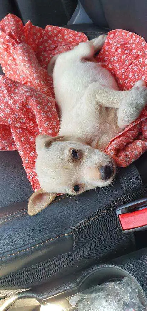 Cachorro raça Vira Lata idade 2 a 6 meses nome Duque 