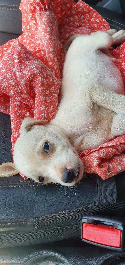 Cachorro raça Vira Lata idade 2 a 6 meses nome Duque 