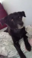 Cachorro raça Sem raça definida idade 6 ou mais anos nome Spike