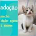 Gatinho