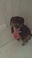 Leão