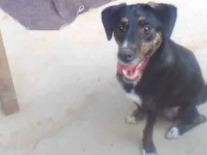 Cachorro raça SRD idade 2 anos nome Leão 