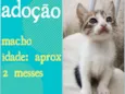 Gatinho