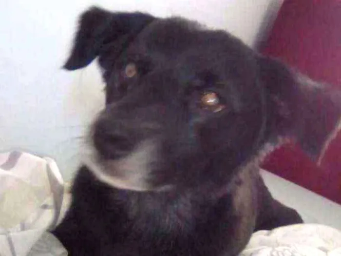 Cachorro raça Sem raça definida idade 6 ou mais anos nome Spike