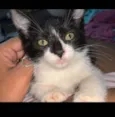 Gata