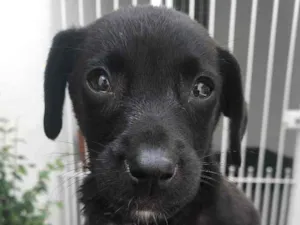 Cachorro raça Sem Raca Definida idade Abaixo de 2 meses nome Sem Nome