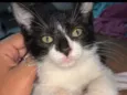 Gata