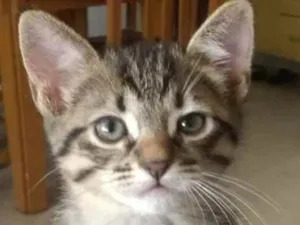 Gato raça Srd idade 2 a 6 meses nome Iago