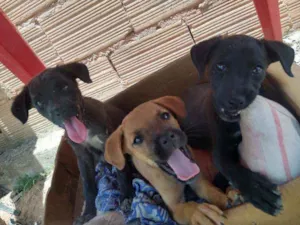 Cachorro raça Vira lata idade 2 a 6 meses nome Sem nome 