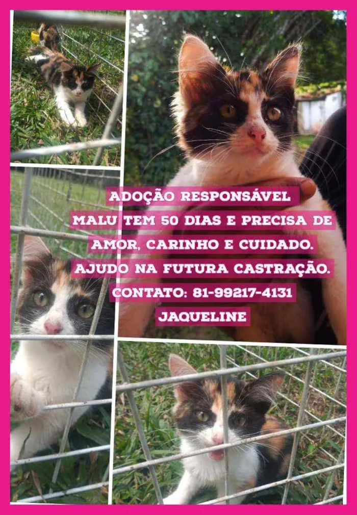 Gato ra a  idade Abaixo de 2 meses nome Malu