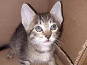 Gato raça  idade Abaixo de 2 meses nome Filhotes 