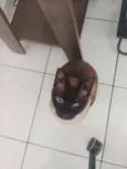 Bombom