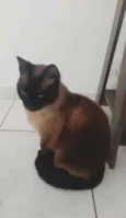 Bombom