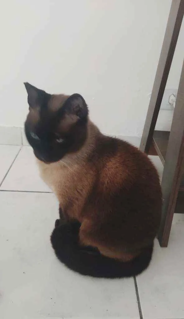 Gato ra a Siamesa  idade 2 anos nome Bombom